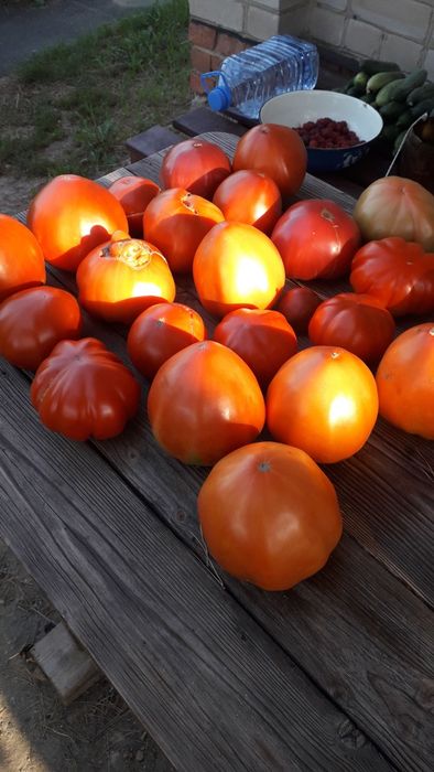 Продам Домашние Помидоры/Томаты
