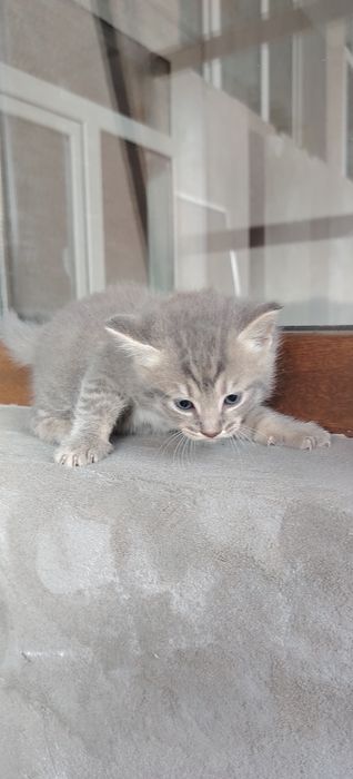 Котята  мама британка. Папа выслоухие