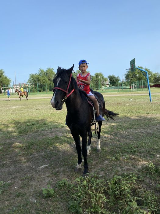 Продам жеребца.