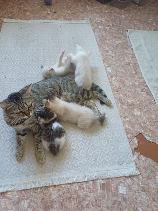 Отдам котят в добрые руки