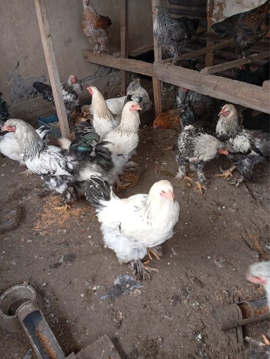 Продам срочно курей