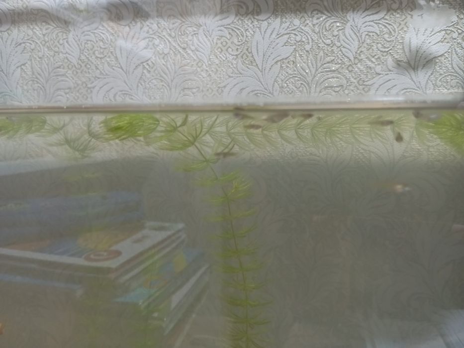 Продам мальков гуппи