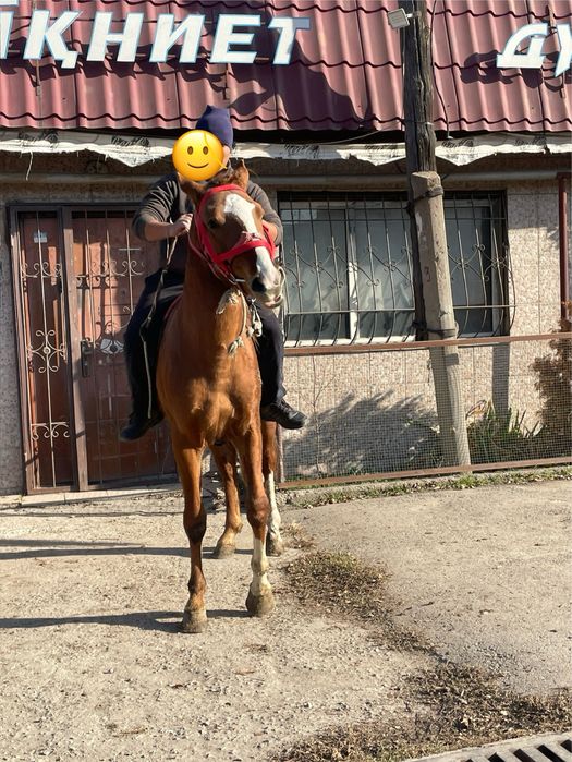 Продам лощадь 2,6 года