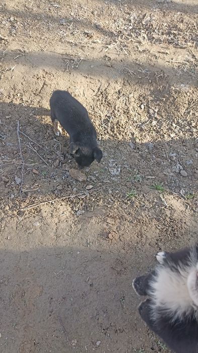 Еркек звонок кушик