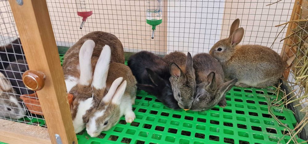 Quyon (қуён, кролик) bolalari