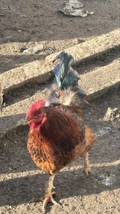 Әтеш сатамын, петух