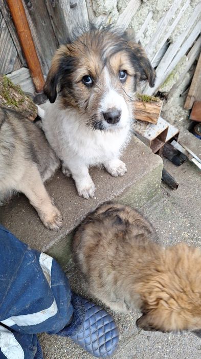 Donez  catelusi  talie mare, medie