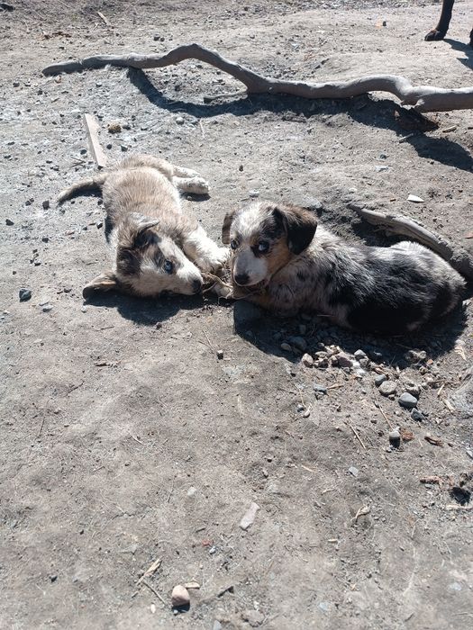 Корги Кардиган щенки