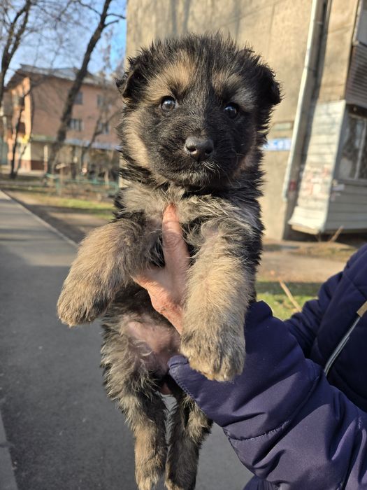 Продам не дорого