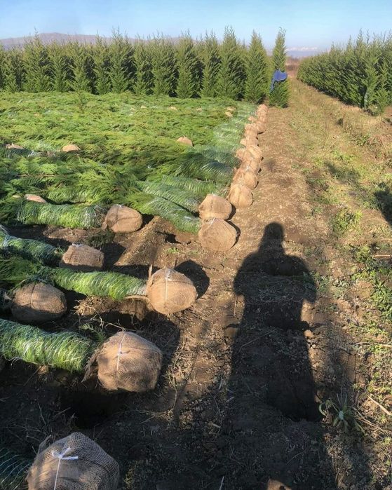 Tuia leylandii inaltime 2.m 2.50m