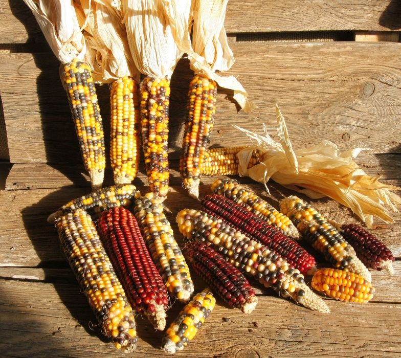 Мексиканска шарена царевица разноцветна - семена 100 броя