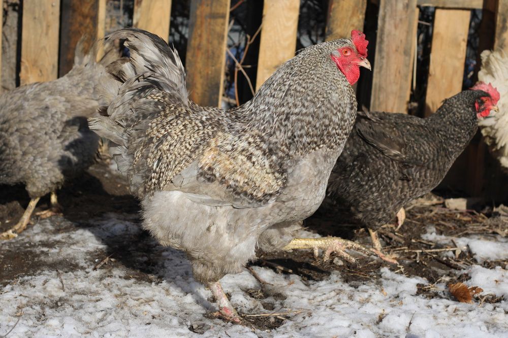 Породистые петухи