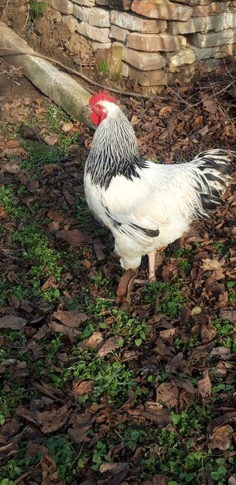 Vand cocos sussex sau schimb