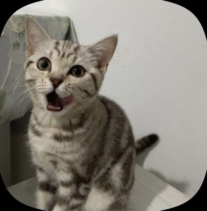 * Котёнок-мальчик 3,5 месяца ищет дом