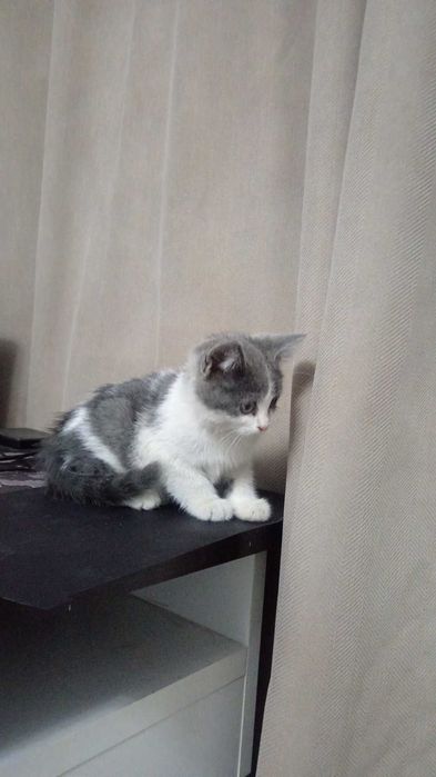 Котята от британки