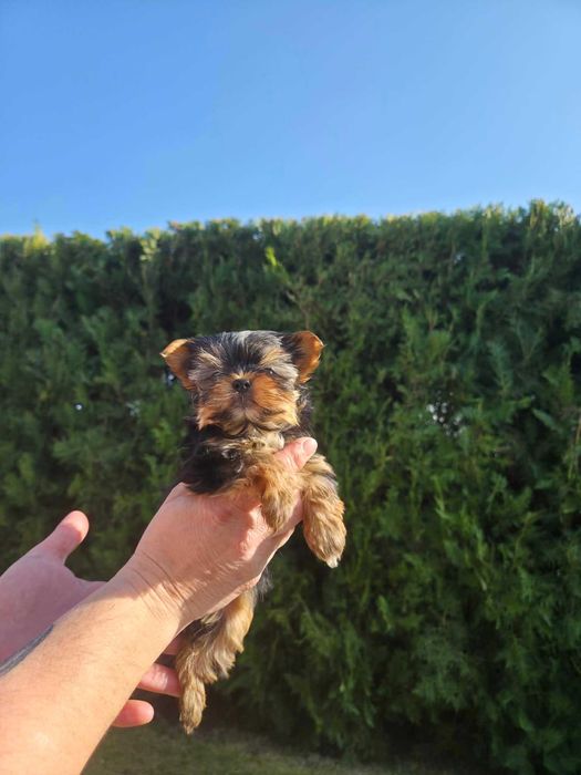 Йоркширски тириер/съкровища