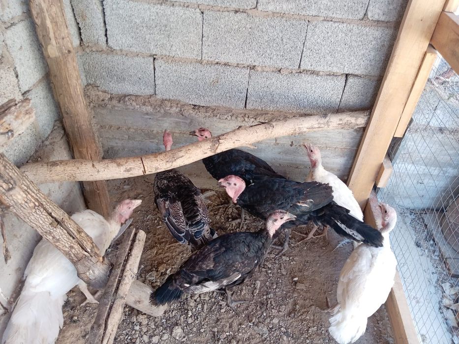 Продаются индюки