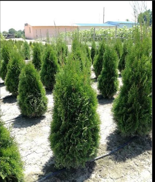 Продавам туи от40 см до 200см.