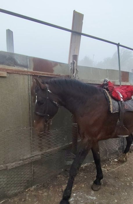 Айғыр жол жорға.