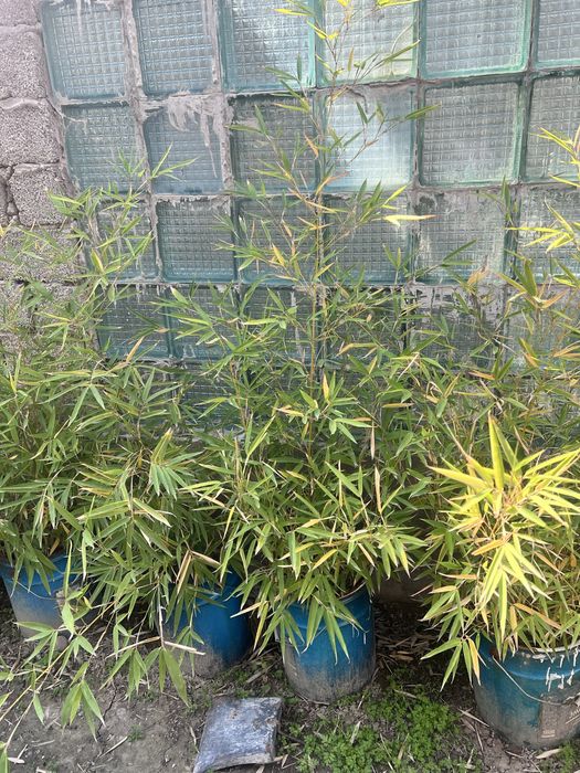 Продам китайский бамбук