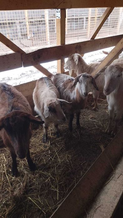 Vând zece capre și un țap