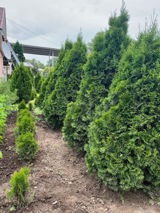 Туя смаракта, ель