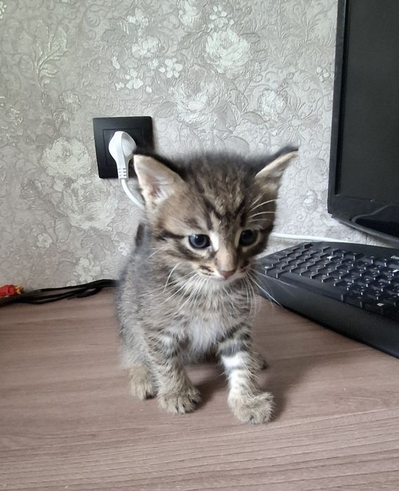 Отдам котят возраст месяц