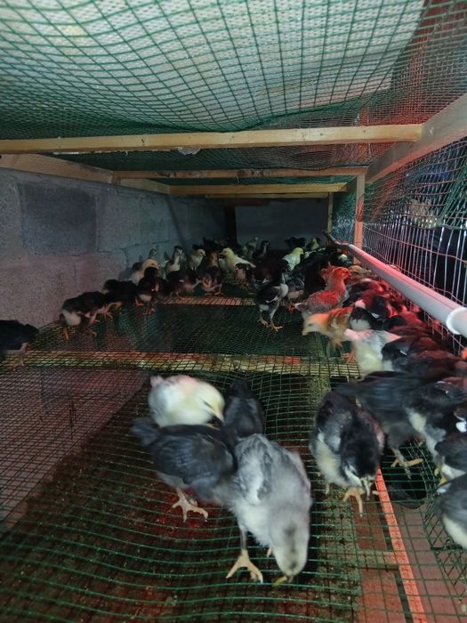 Жужалар сотилади