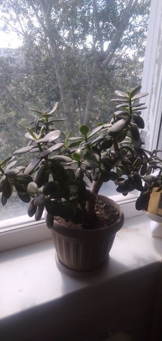 Продам комнатные растения