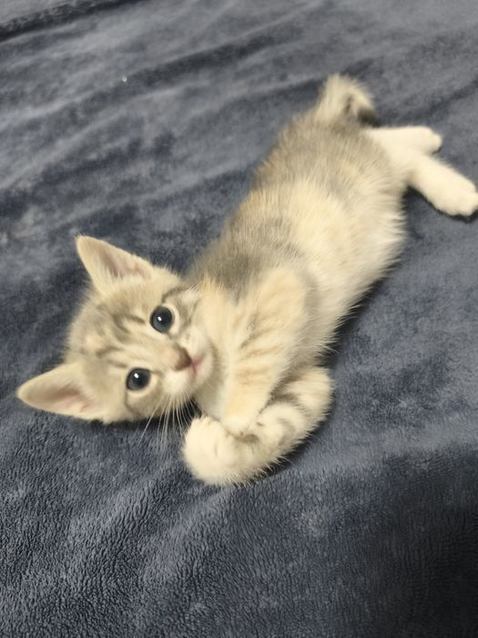 Котята бесплатно