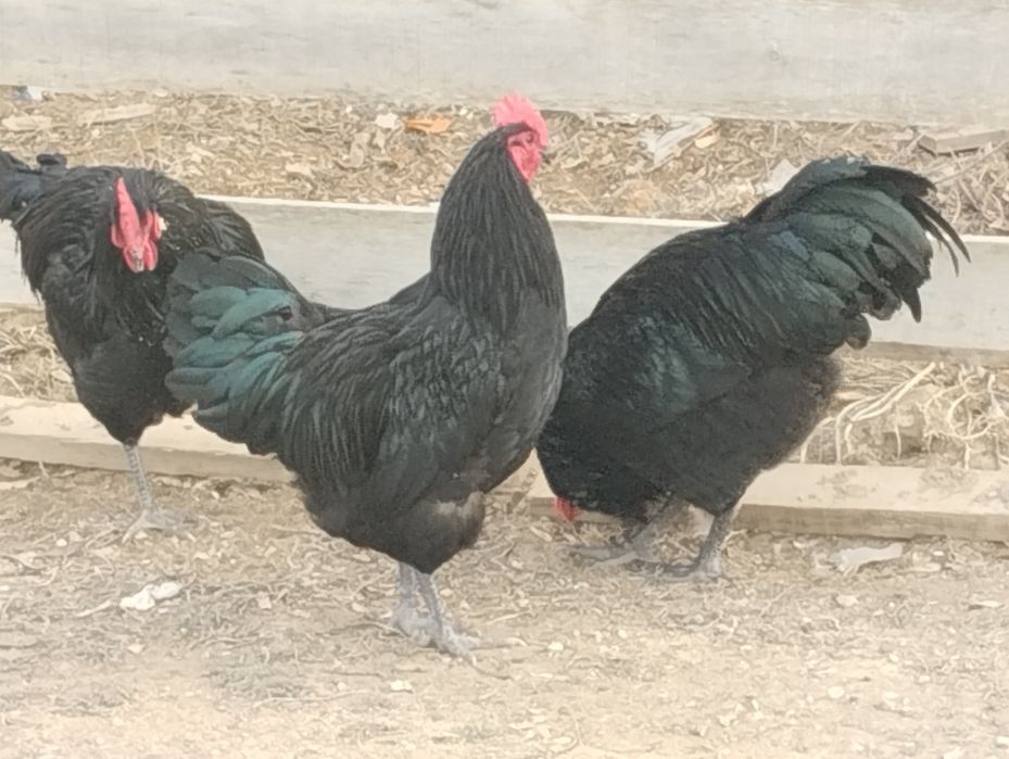 Жас джерсийский гигант әтештер сатылады.