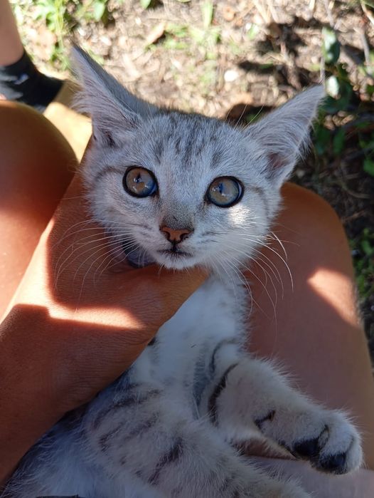 Котёнок красавица