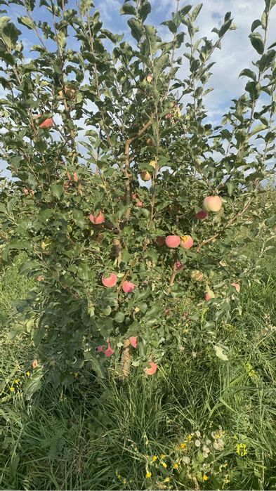 Сад яблоневый плодоносящий