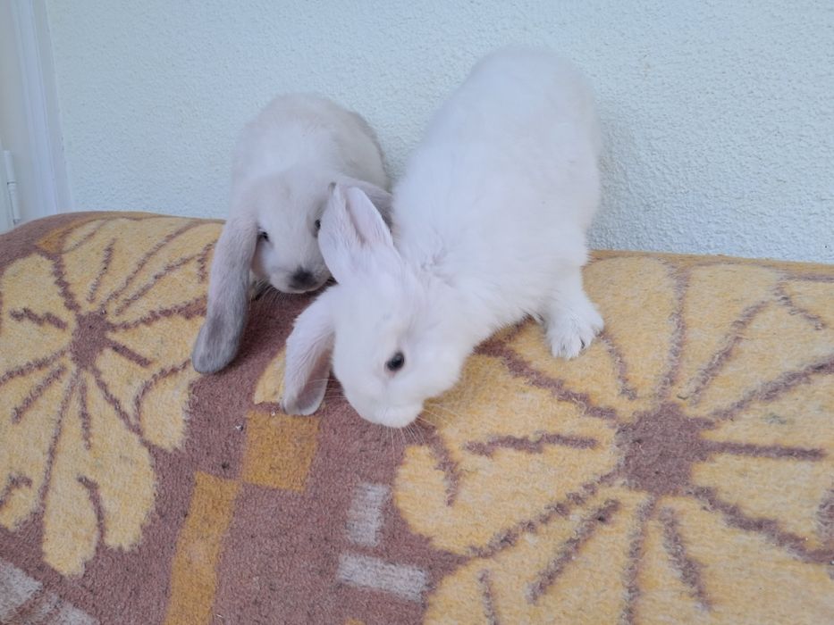 De vânzare berbec german de 2 luni, 2 femele și 3 masculi, caută casă nouă, relații la 0761335094