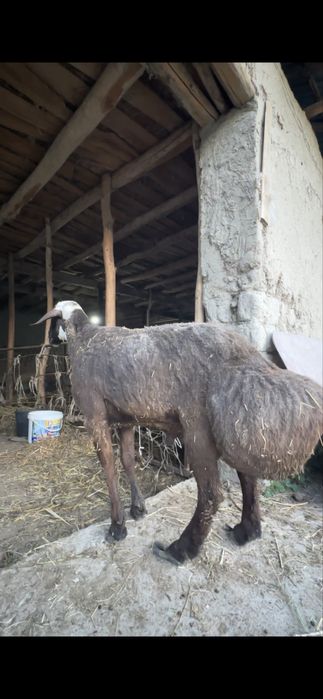 Zottor quchqor endi 2 ta tish urdi