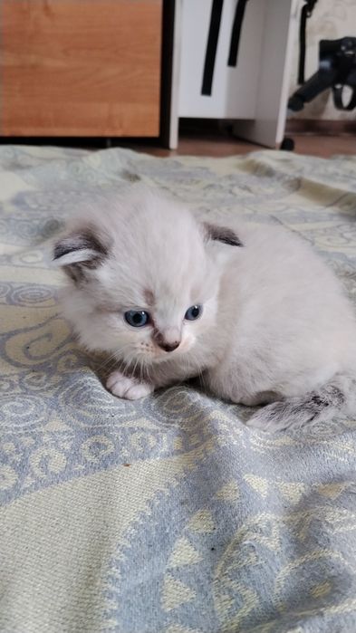 Отдам веслоухих котят в добрые руки