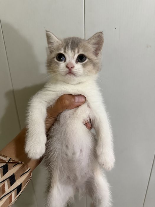 Scottish Fold zotli mushukcha sotiladi – mehribon va o‘ynoqi