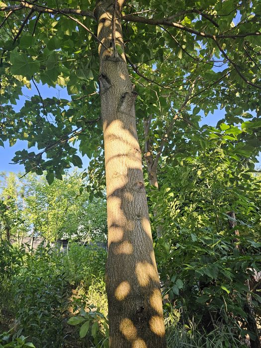 . vand_paulownia.