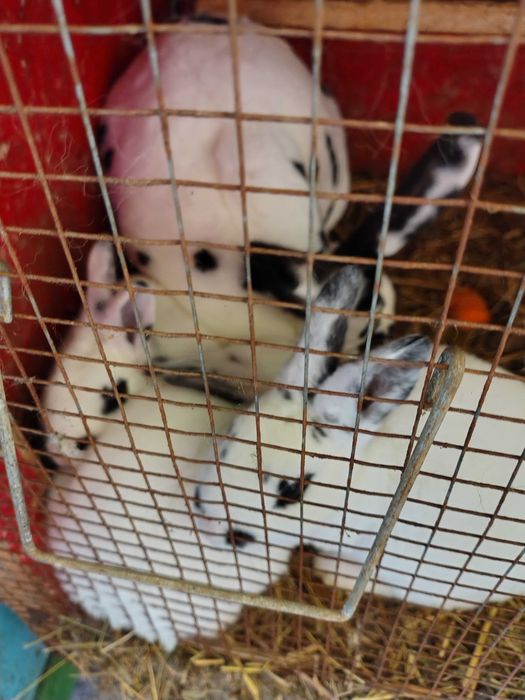 Iepurași de vânzare 100 lei bucata