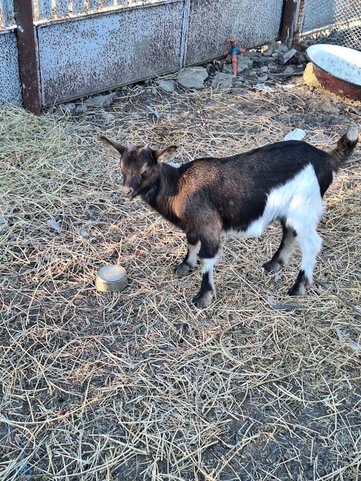 Vind iedite alpin francez