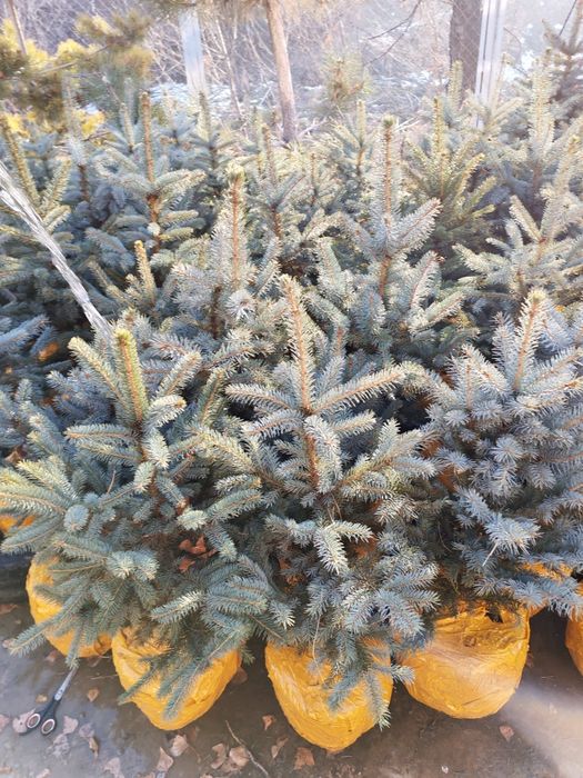 Ели голубые от 70 до 90см