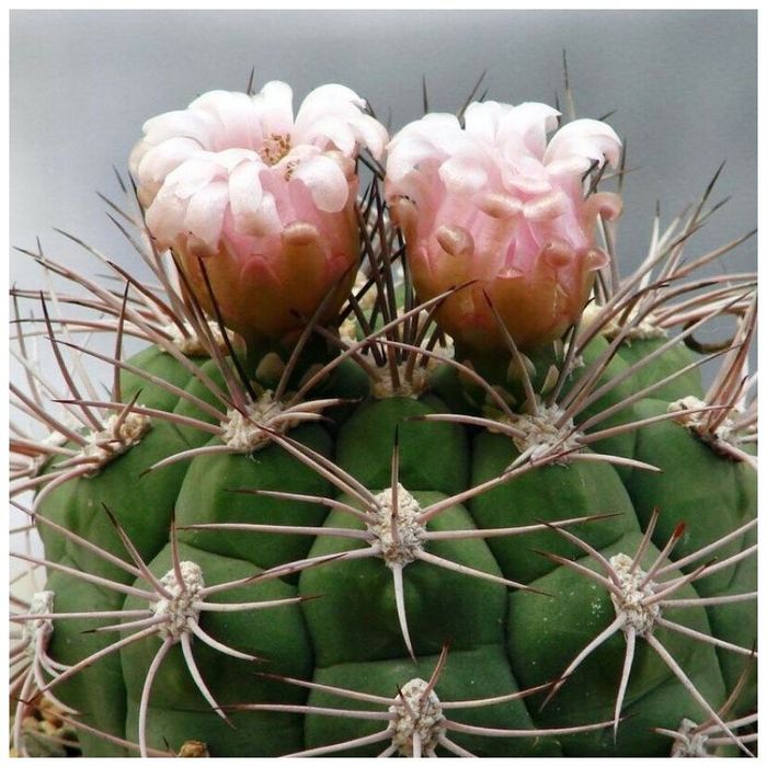 Коллекционные кактусы