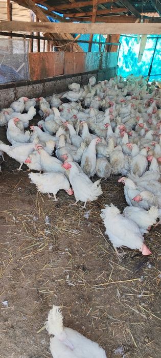 Куры несушки легерн