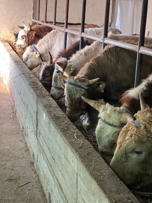 Ферма сотилади! Тошкент туманида (ориентир Сарке махалла)