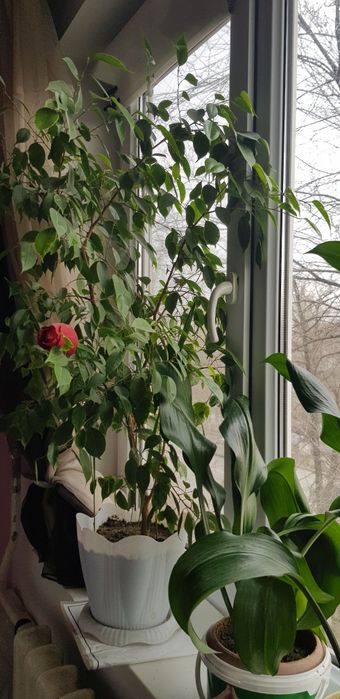 Цветы комнатные.