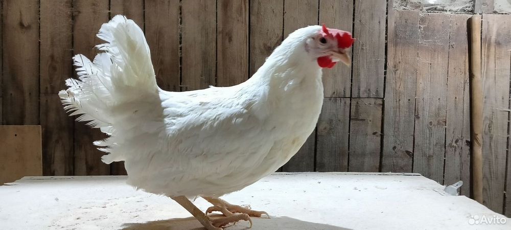 Продам кур несушек
