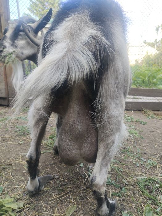 Продам  дойную козу