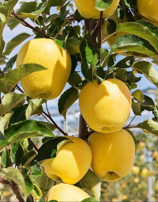 Гилос. Олма. Нок. Ва бошка турдаги кучатлар