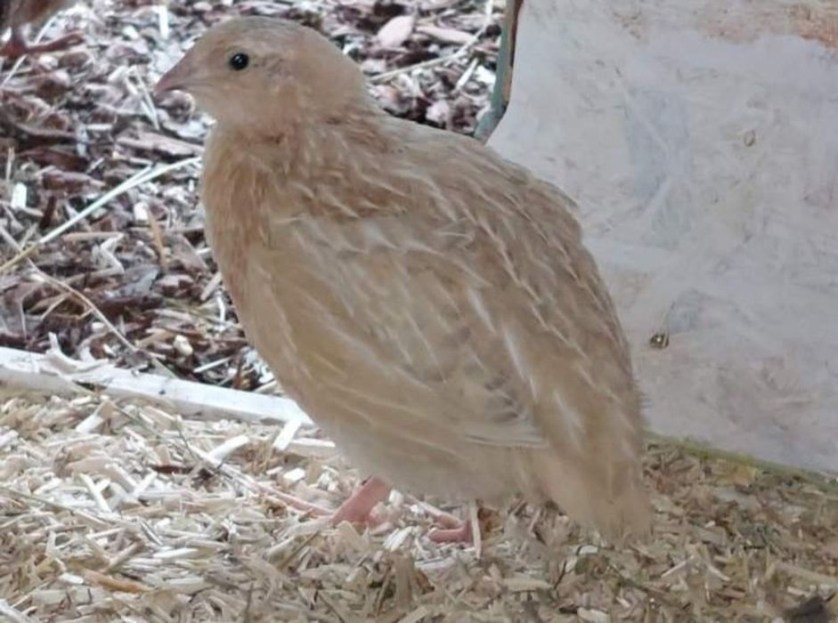 Пъдпъдъчи яйца за инкубация