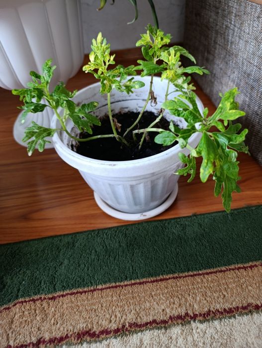 Цветы комнатные  отличные